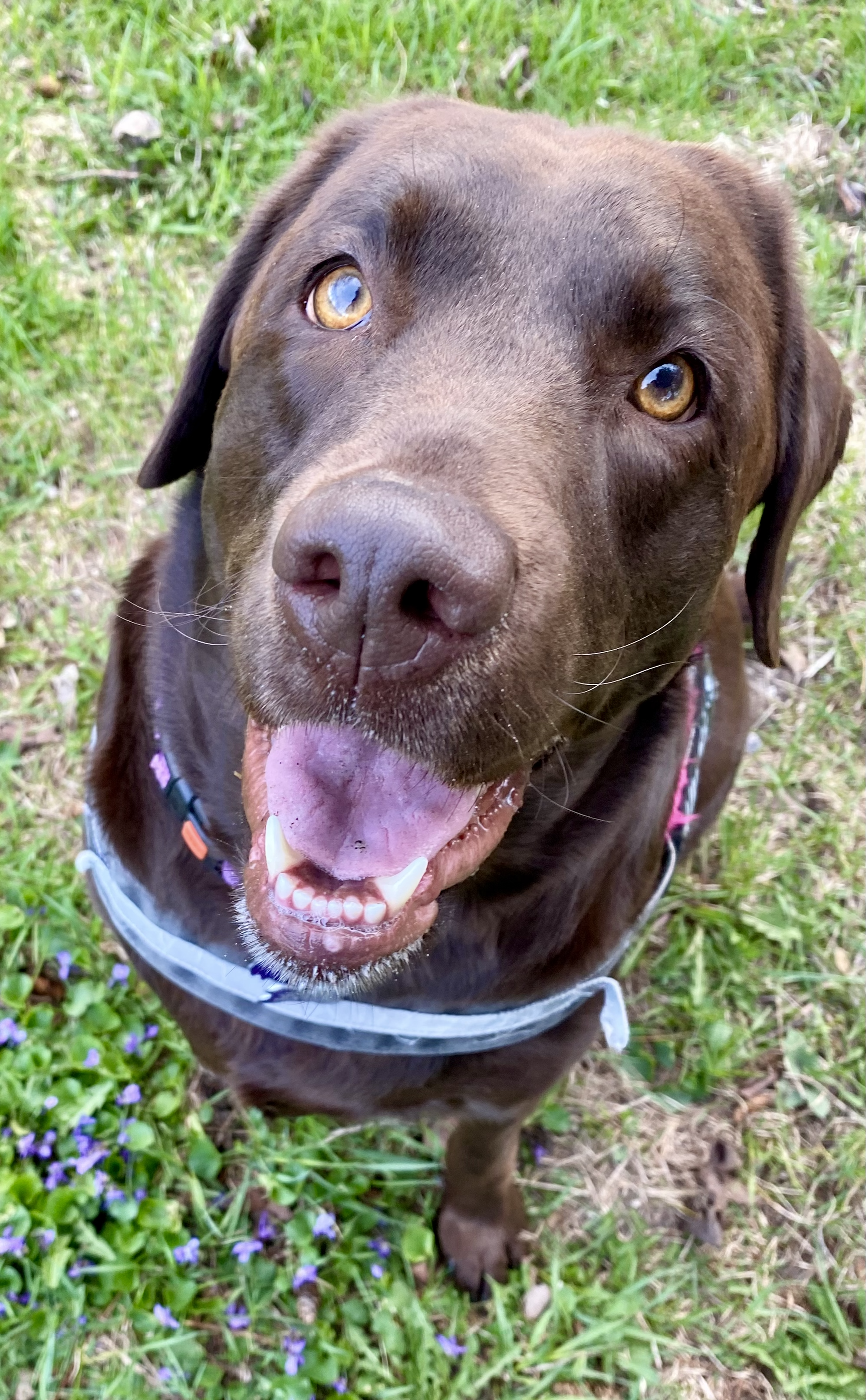 Astrid, the story-loving dog